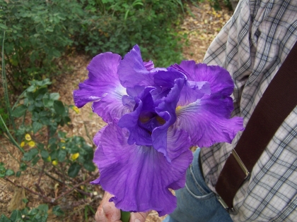 new-iris